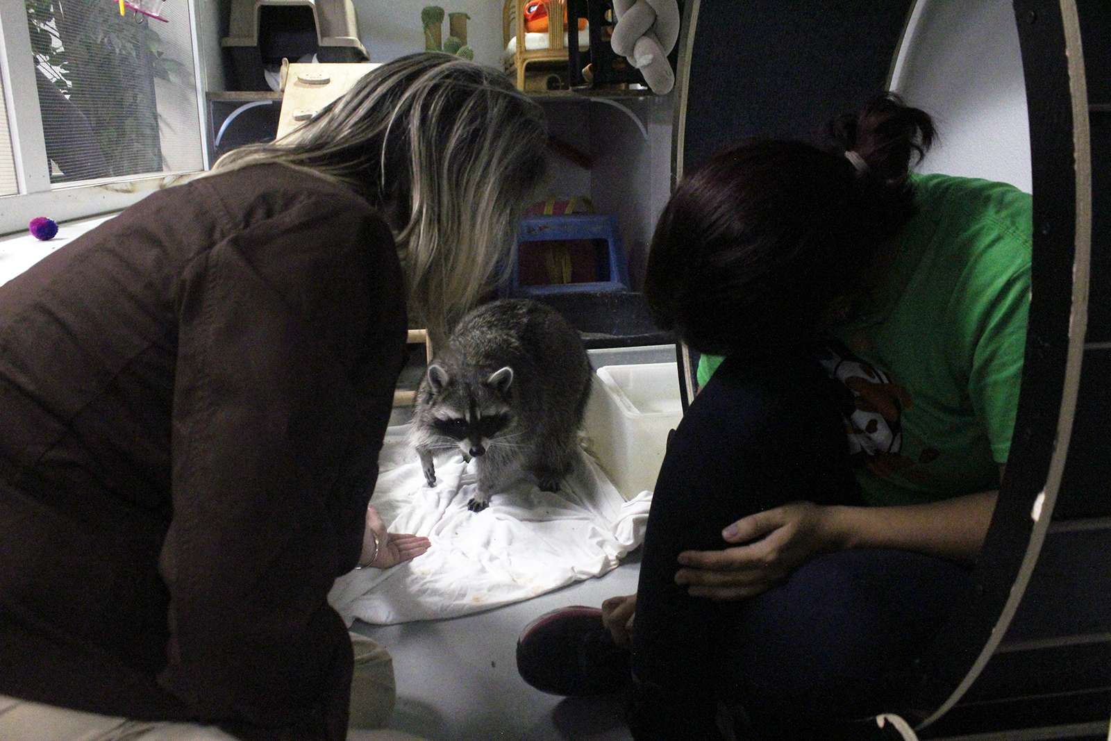 Gubernatorial candidate Cindy Holscher, left, and Alicia Gaede, naturalist and education manager, right, feed Raspberry, a raccoon, a member of the Sternberg's live animal collection Sunday.