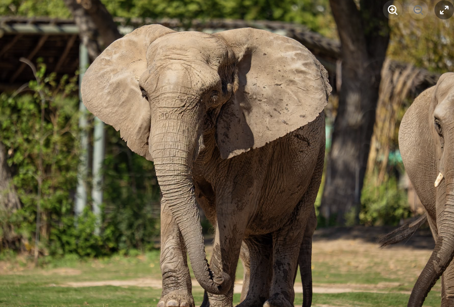 Stephanie -photo Sedgwick County Zoo