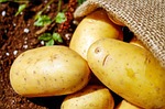 30th Annual Harvest Festival to be held at Scotts Bluff County museum 