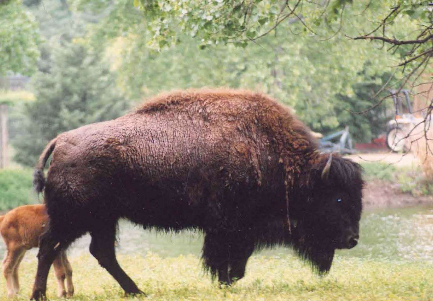 (Courtesy Hutchinson Zoo)