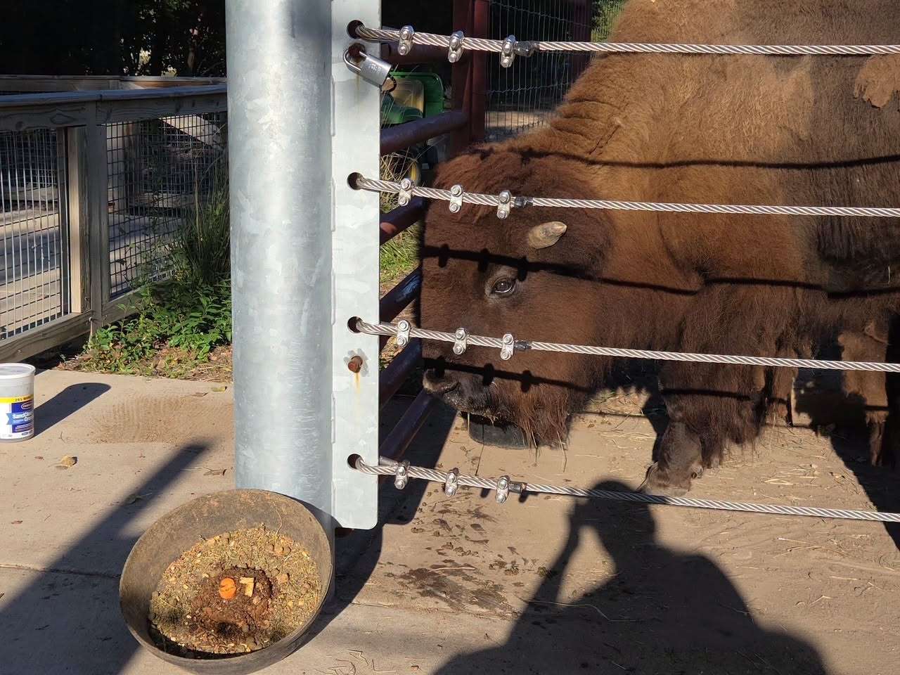 Kansas zoo mourns loss of bison matriarch Sioux