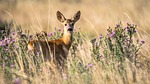 Drivers must stay vigilant to avoid collisions with deer