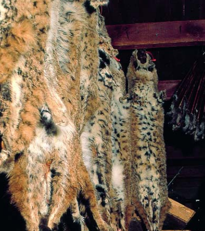 Kansas Furharvester Guide. Courtesy Kansas Department of Health and Environment