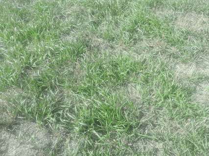 Brome pasture. Photo courtesy K-State Research and Extension