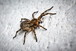 Spiders for Halloween? Not likely, says K-State entomologist