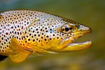 Game and Parks updates trout stocking schedule