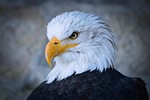 POST PODCAST: Alliance Eagles Cancer Card Party