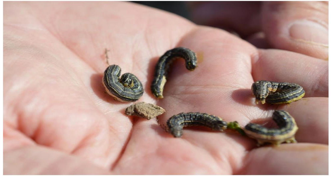 Armyworm larvae collected from a wheat field in Dickinson County, Courtesy photo by K-State Entomology.&nbsp;<br>
