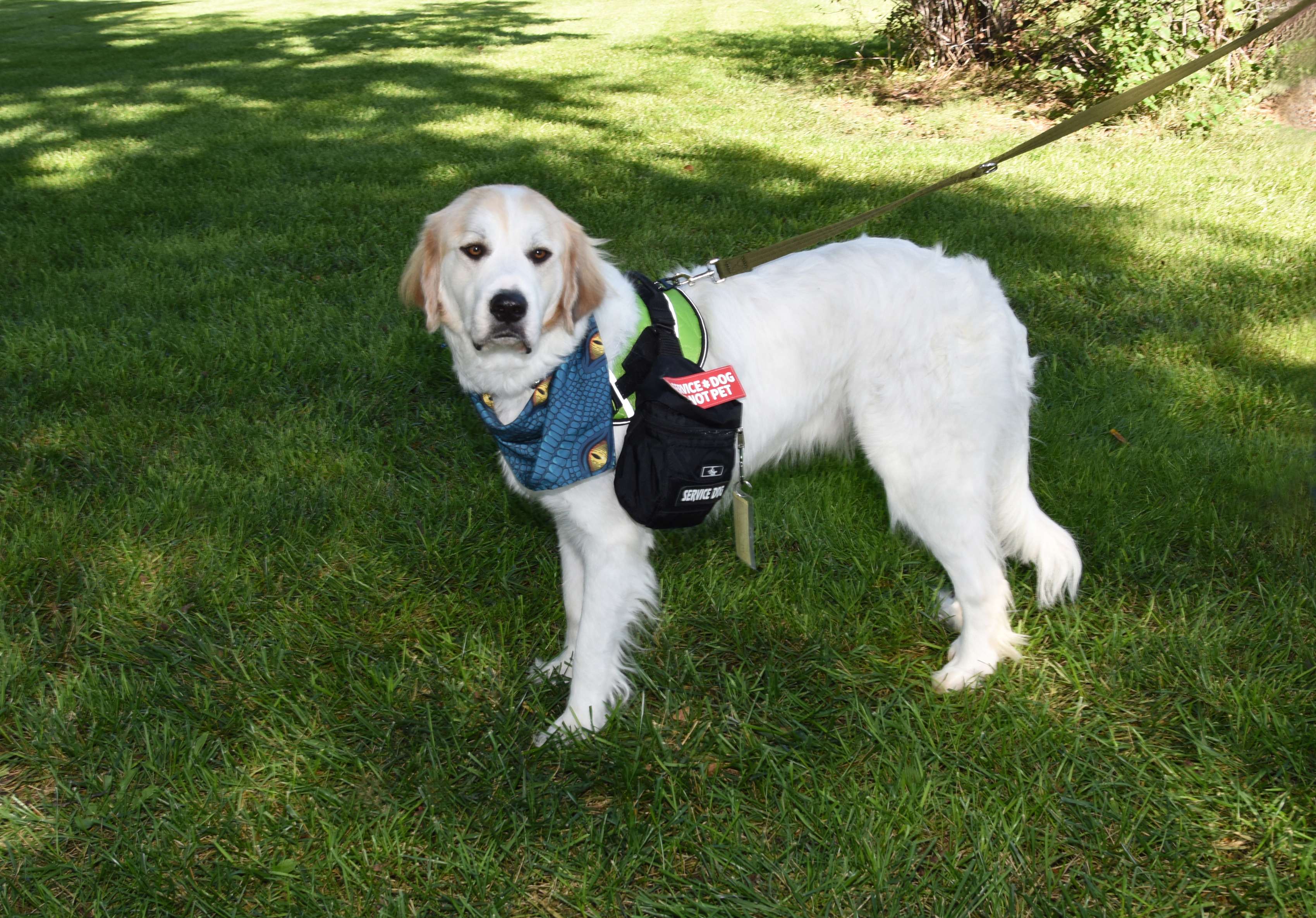 Aqua is 75% Pyrenees and 25% Golden Retriever. He was trained by Bazine resident Krista LaRocque, along lead trainer Savanna Moore, who now lives in New Jersey, but is originally from Ness City. FASDogs operates out of Bazine, but is a nationwide organization, with approximately a dozen trainers and clients located across the United States. The organization’s goal is to properly train and place 10 service dogs per year.