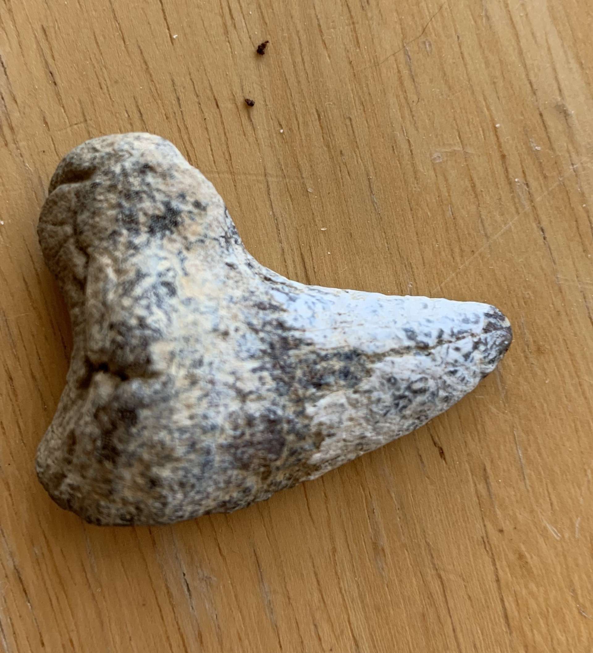 Shark tooth. Photo by Karen Madorin