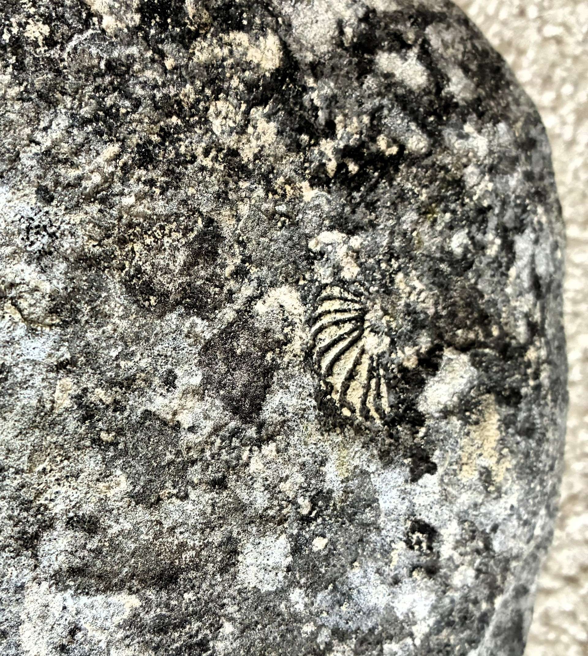 Ammonite imprint. Photo by Karen Madorin