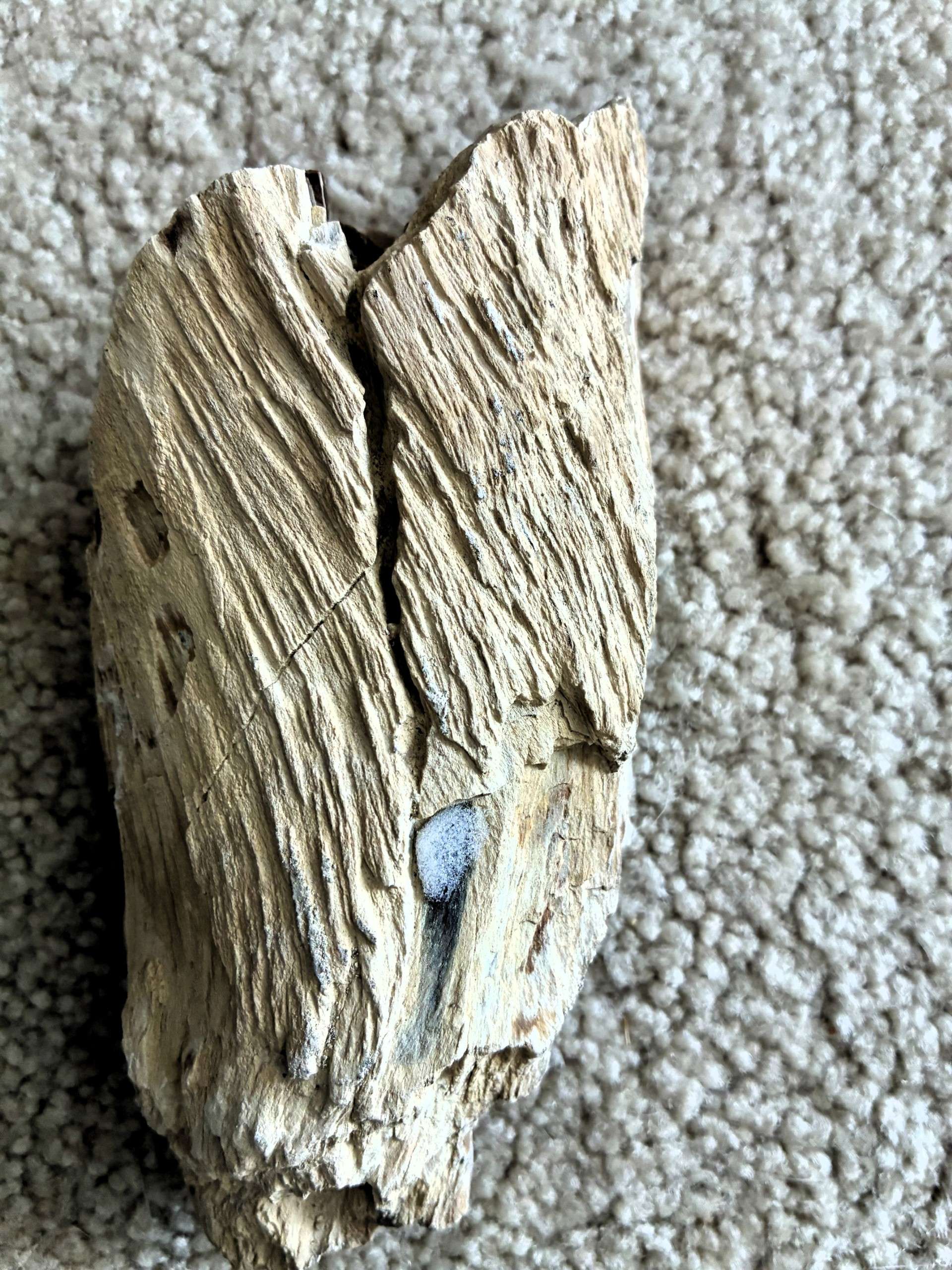 Petrified wood. Photo by Karen Madorin