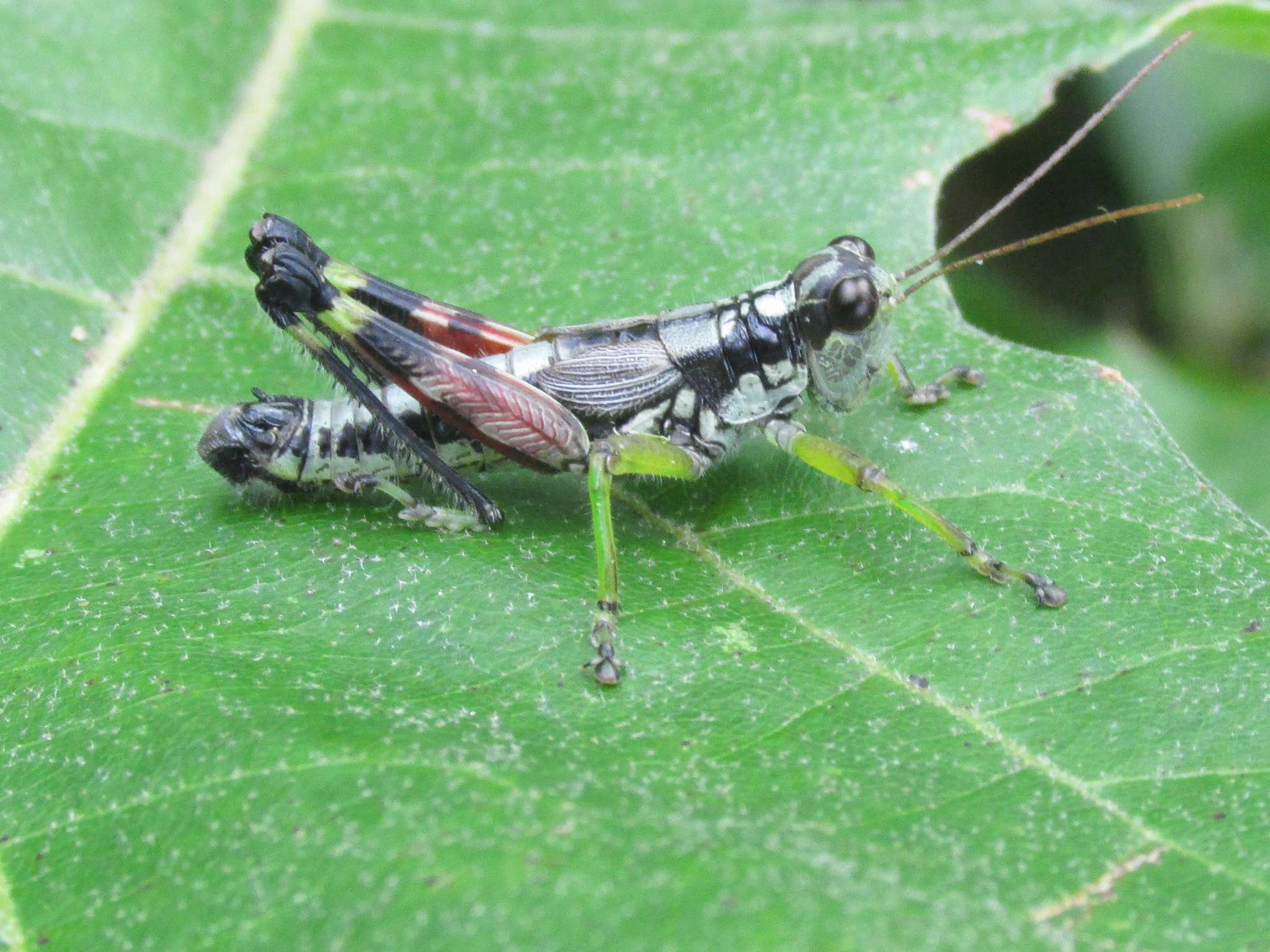 Dendrotettix quercus near Friendship, Wisc., July 23, 2021. An arboreal grasshopper species that lives and feeds exclusively on oak trees. (Courtesy photo by Mathew Brust, used with permission)
