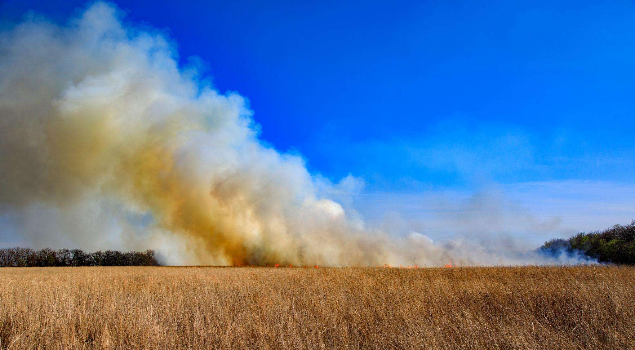 (Courtesy Kansas Forest Service)