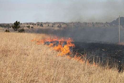 (Photo courtesy Kansas Forest Service)