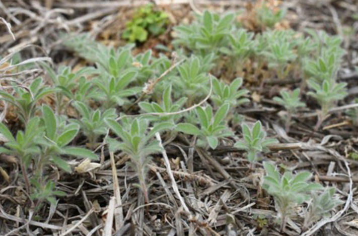 Emerged kochia seedlings in a fallow field. Photo by Sarah Lancaster/K-State Extension