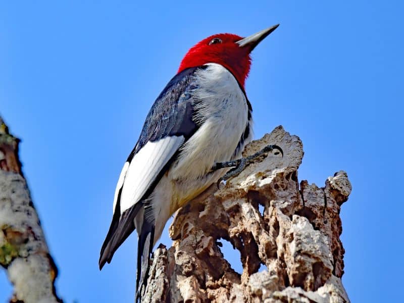 Red-headed woodpecker. Courtesy photo