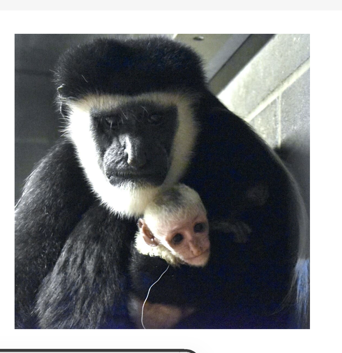 Sunset Zoo-Photo by Francis Snow