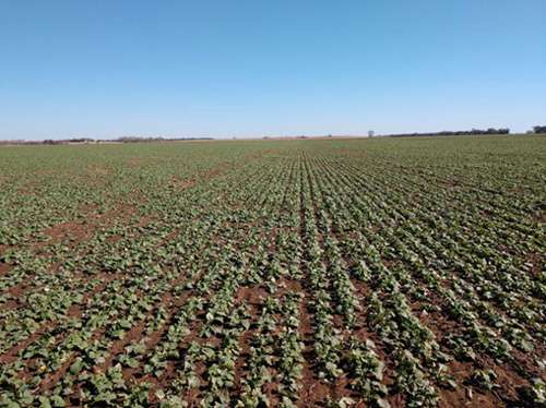 Canola established under conventional tillage in narrow rows in south central Kansas. Photo by Mike Stamm/ K-State Research and Extension.