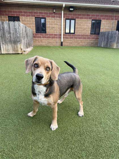 Curious George (Courtesy Hutchinson Animal Shelter)