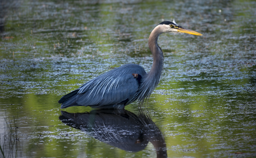 Great Blue Heron. Photo by Pixabay