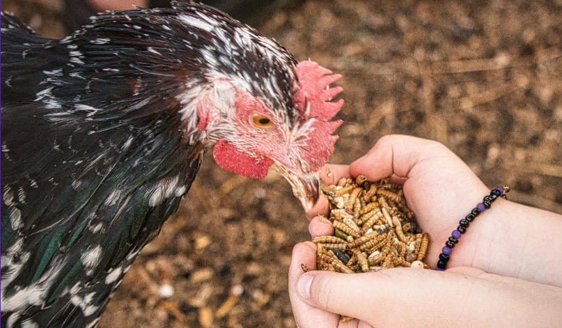 Courtesy K-STATE News and Communications