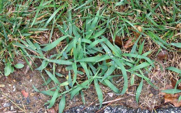 Crabgrass. Photo by Betty Marose
