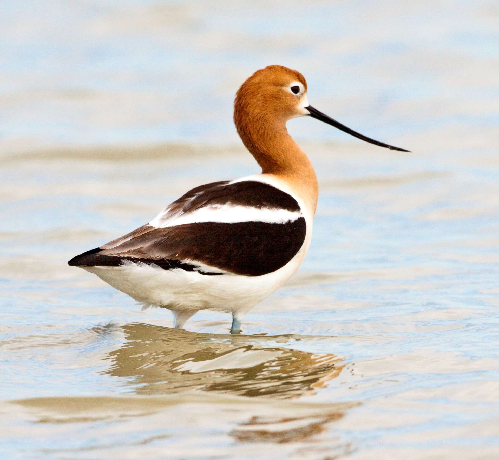 American avocet. Courtesy image