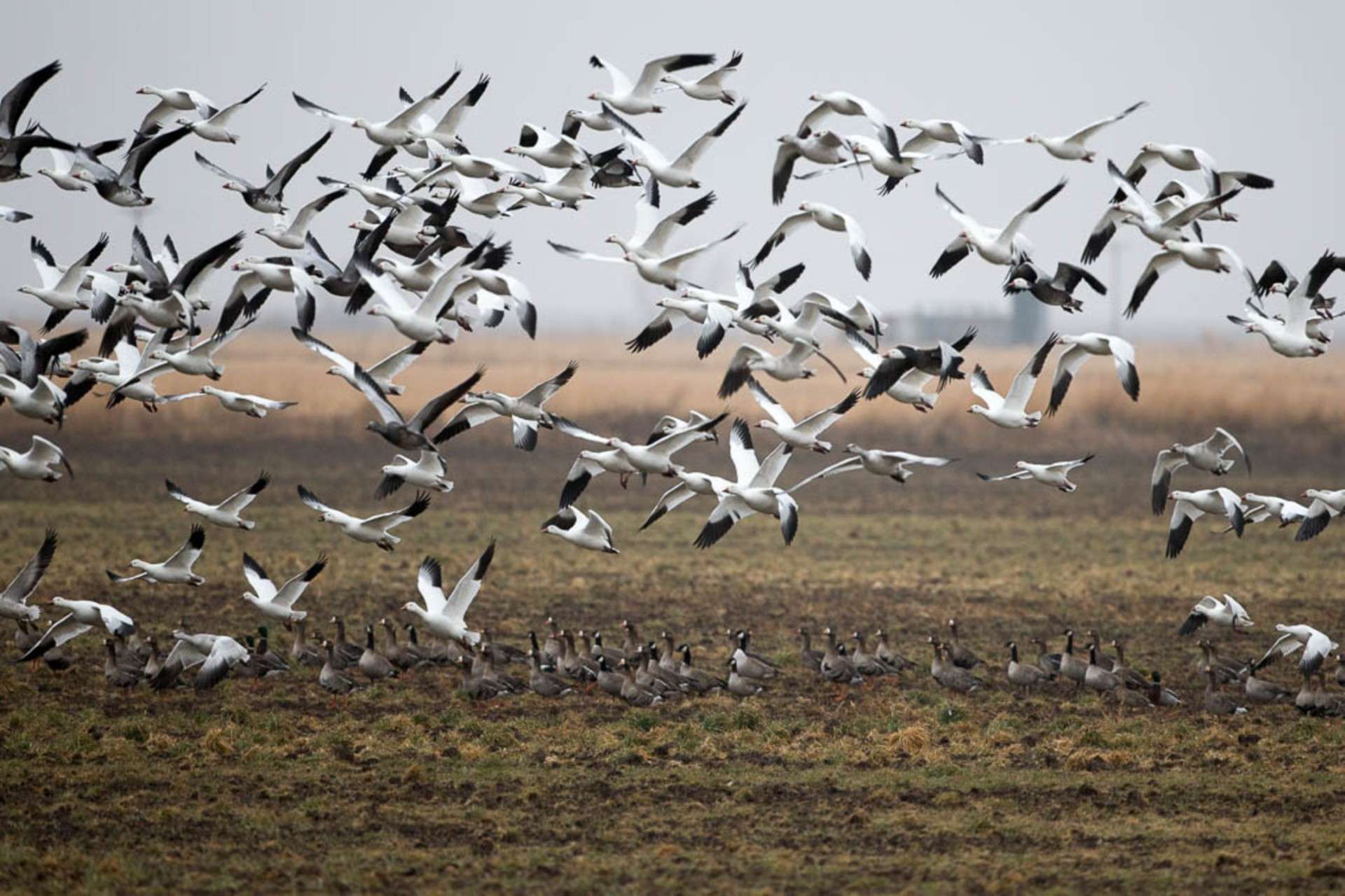 Geese. Dan Witt print