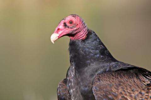 Turkey vulture. Photo courtesy Idaho Fish and Game 