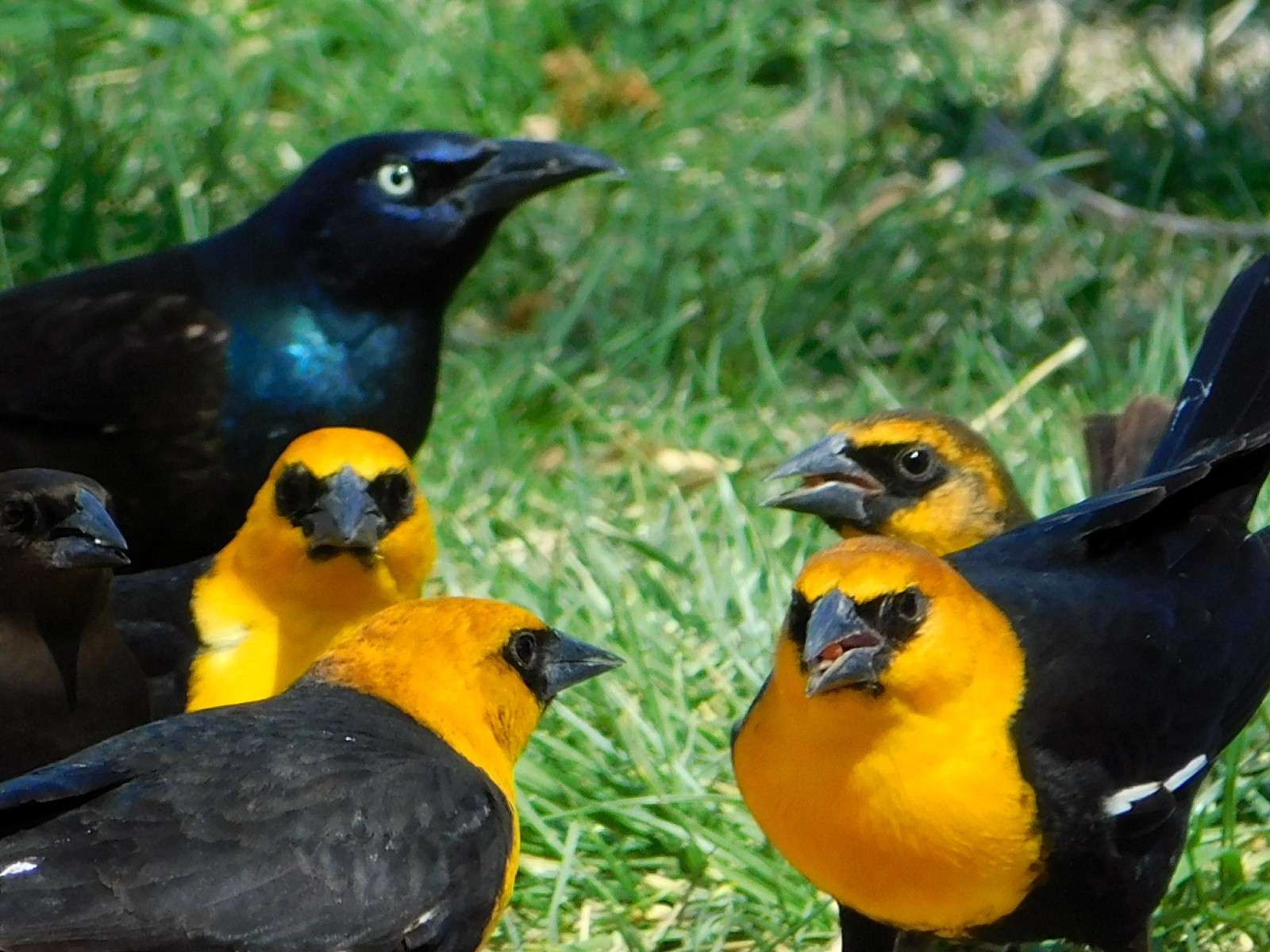 Yellow-headed blackbirds. Photo courtesy Karen Madorin