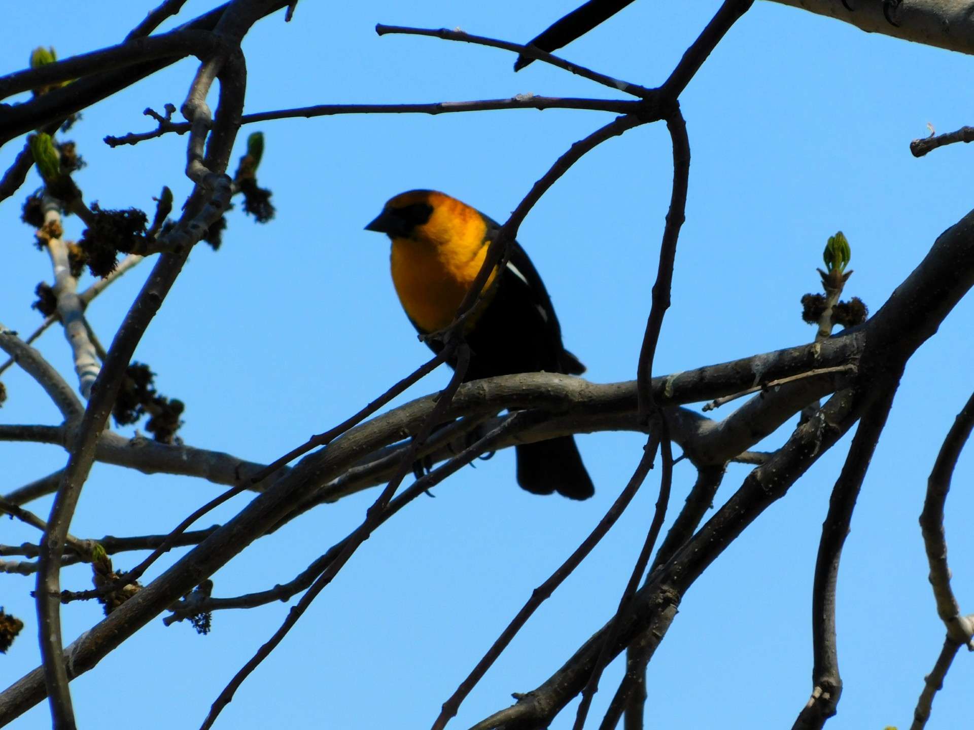 Yellow-headed blackbird. Photo courtey Karen Madorin