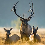 Wildlife Captures Providing Insights to Big Game Species