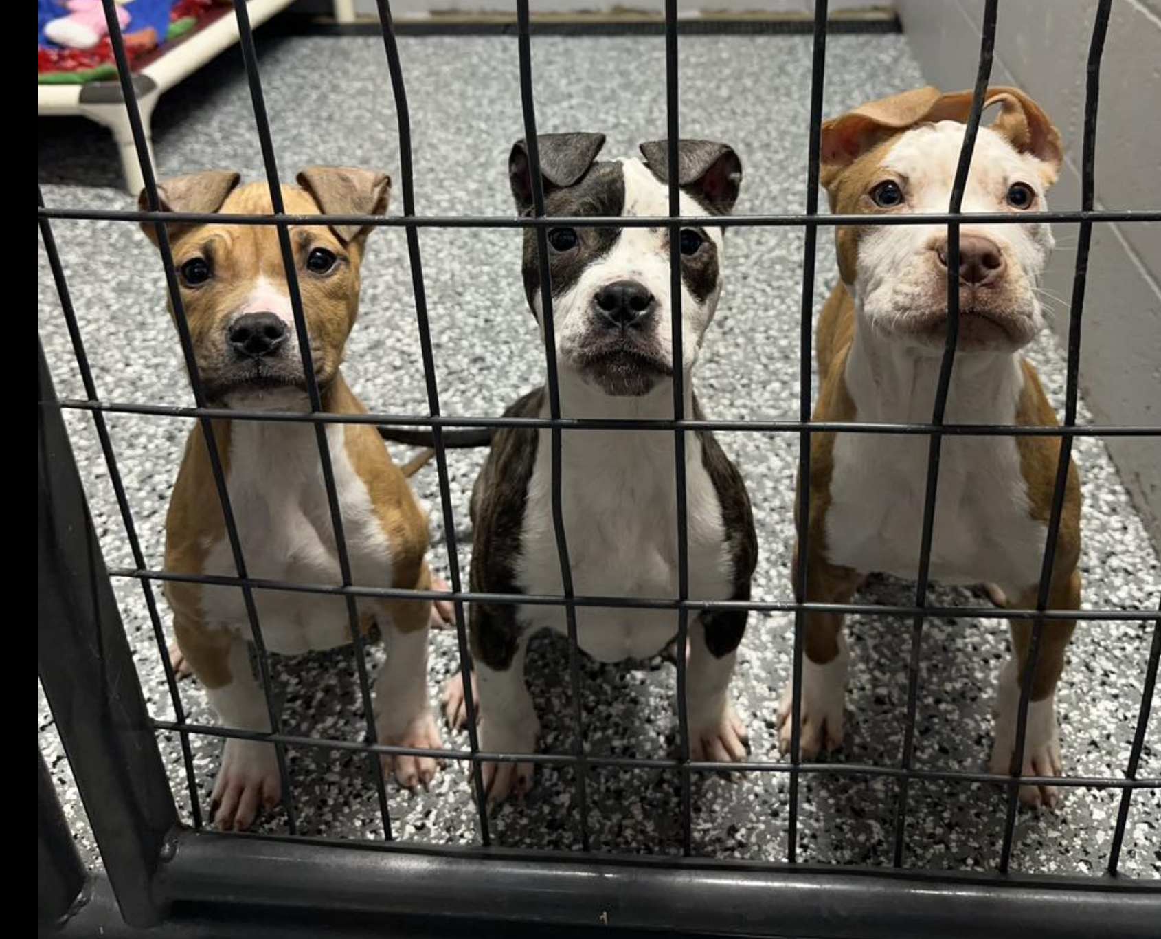 Photos Bonner Springs Animal Control