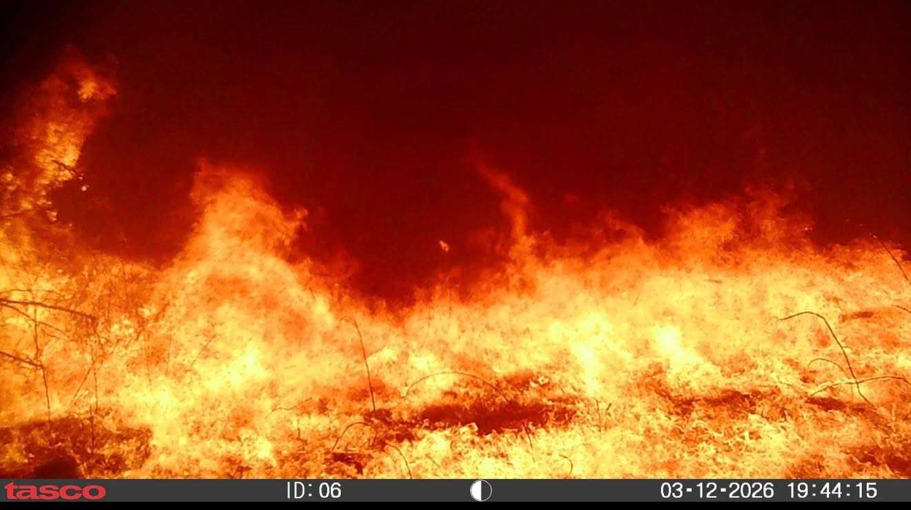 From inside the Cottonwood Fire. Image was taken on a trail cam with a recovered SD card. (Photos courtesy of Jordan Adams)