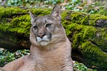 NGPC Announces Close of Mountain Lion Season
