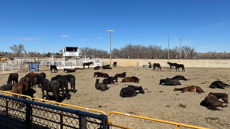 The Grunden horses​​ still resting on Monday after an extremely traumatic and miraculous evacuation from the Cottonwood Fire last Friday, when NCTA students and others answered the call. (A. Taylor)