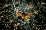 Train for Nebraska’s Big Butterfly Count