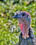 Keep Safety in Mind this Turkey Season
