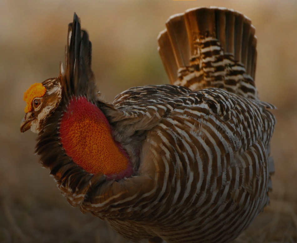 Prairie chicken. Audobon of Kansas