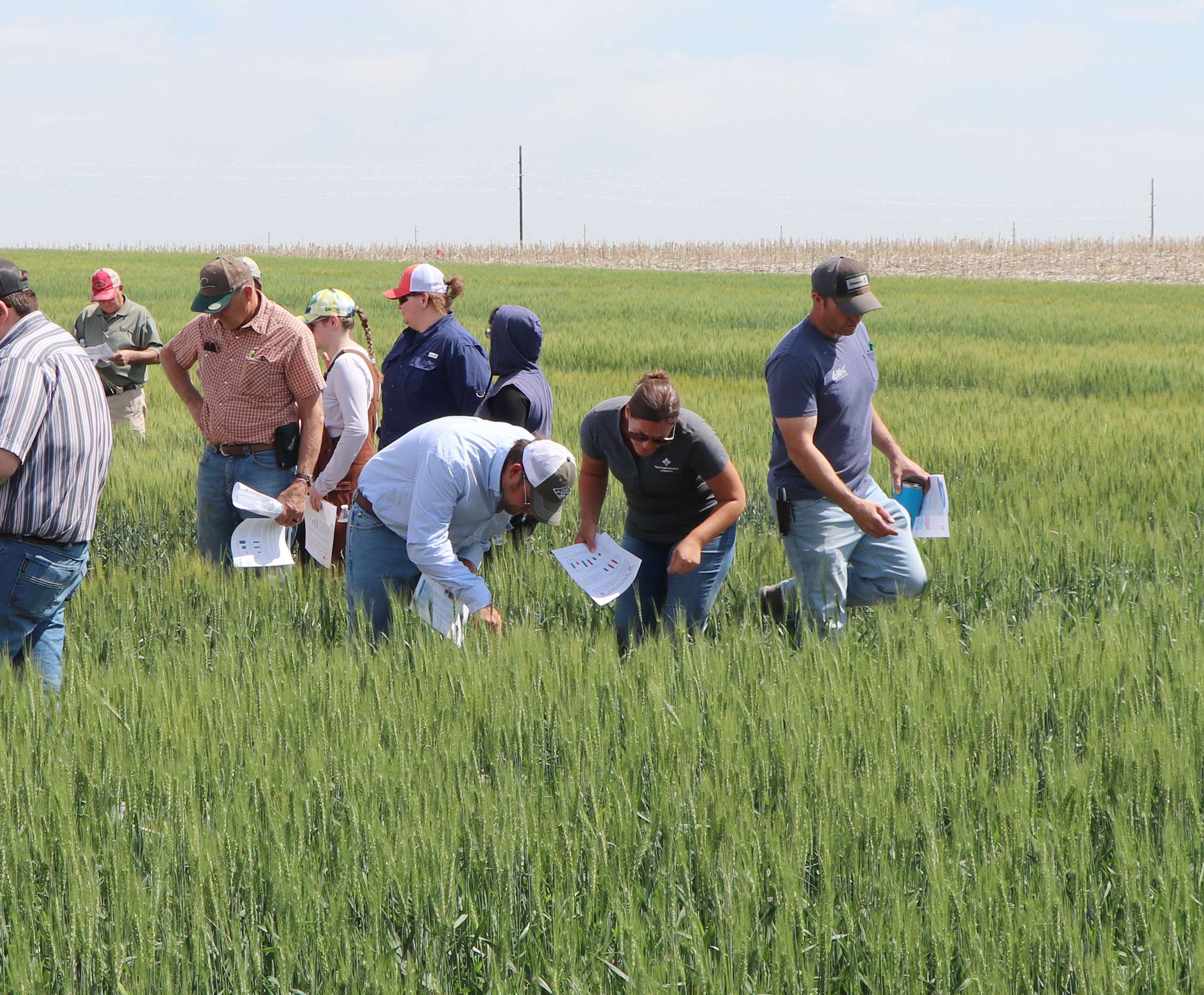 Wheat growers and industry members took a closer look at wheat during the High Plains Ag Lab tour, part of the 2025 Wheat Variety Tours. Photo by Chabella Guzman