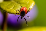 Warmer Weather Brings Tick Season, DHHS Shares Tips to Prevent Illness