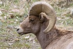 Bighorn Sheep Regular Lottery Applications Begin April 20