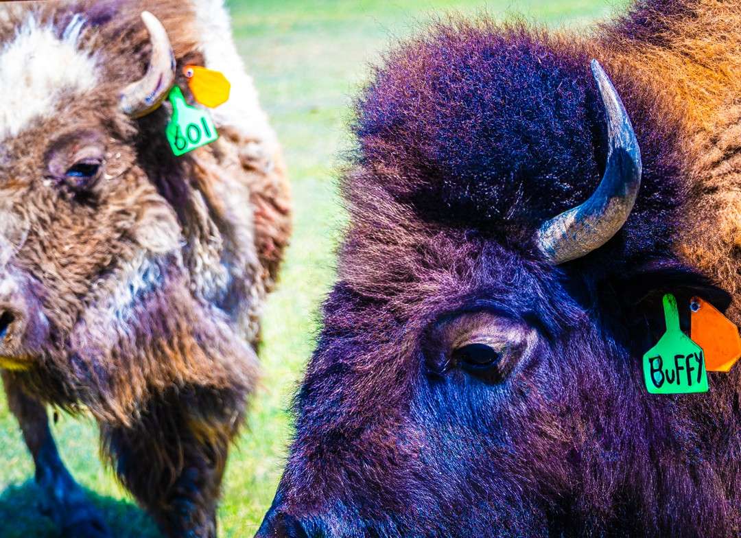 New bison at Frontier Historical Park in southwest Hays. Photo by City of Hays