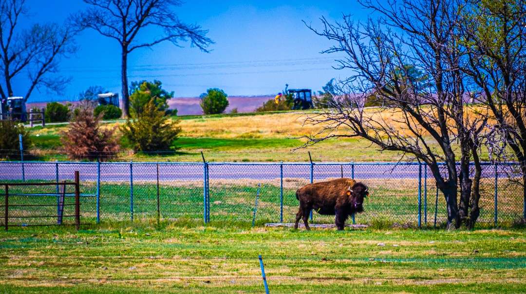 New bison at Frontier Historical Park in southwest Hays. Photo by City of Hays