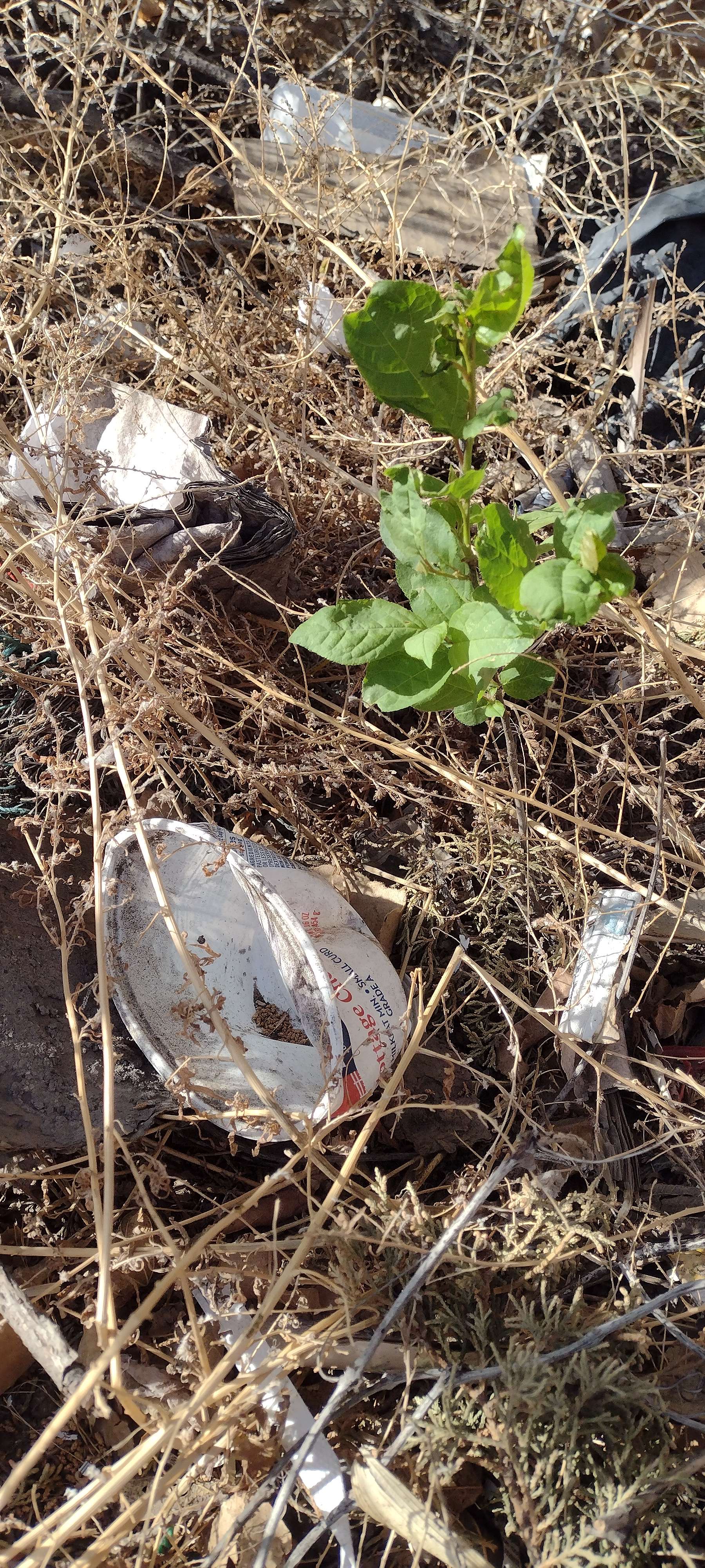 New growth pops up among litter near First Street in Alliance.