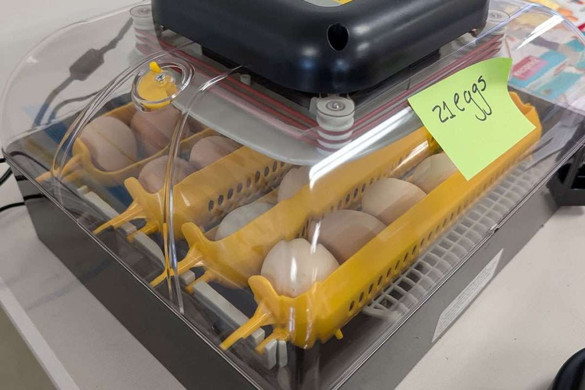 Champlin developed the Chick Incubator and Brooder Project for her classroom with the help of a grant from the Rural Schools Collaborative. (Photo courtesy K-State News and Communication)