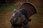 Spring Shotgun Turkey Season Opens April 18