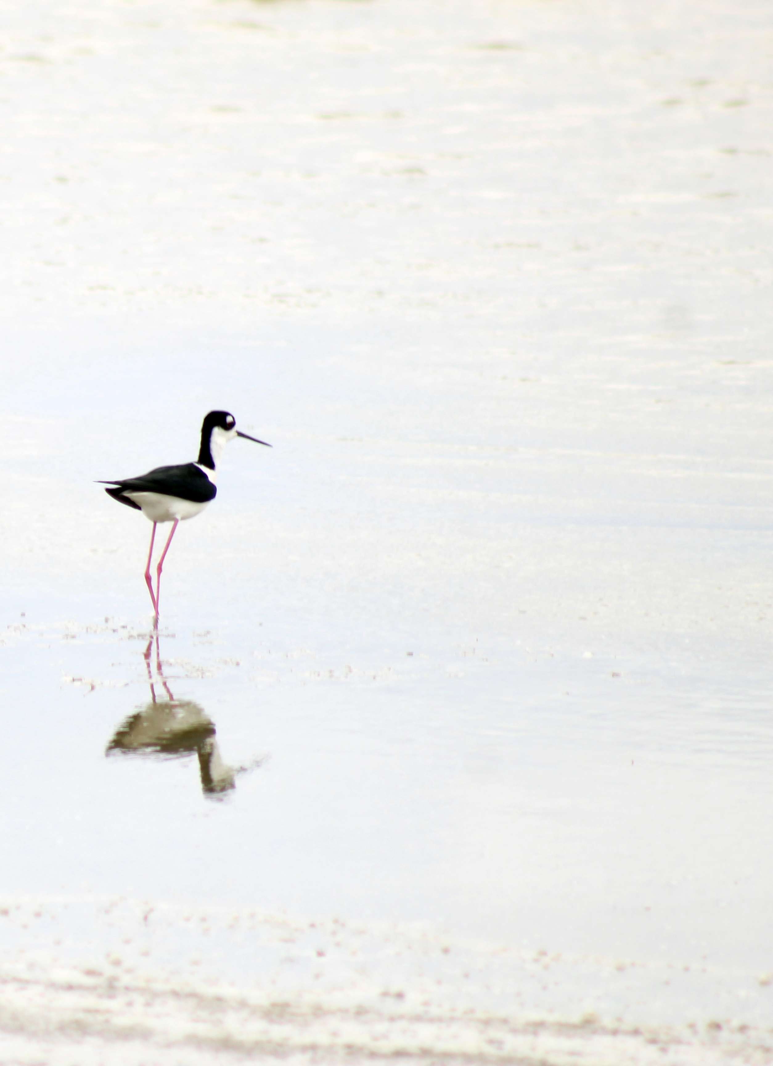 A Black-Necked Stilt at Quivira National Wildlife Refuge on Saturday. Birders from across the nation visited Quivira and Cheyenne Bottoms as part of the Lek Treks Prairie Chicken Festival, Thursday through Sunday, based in Hays. Photo by Cristina Janney/Hays Post