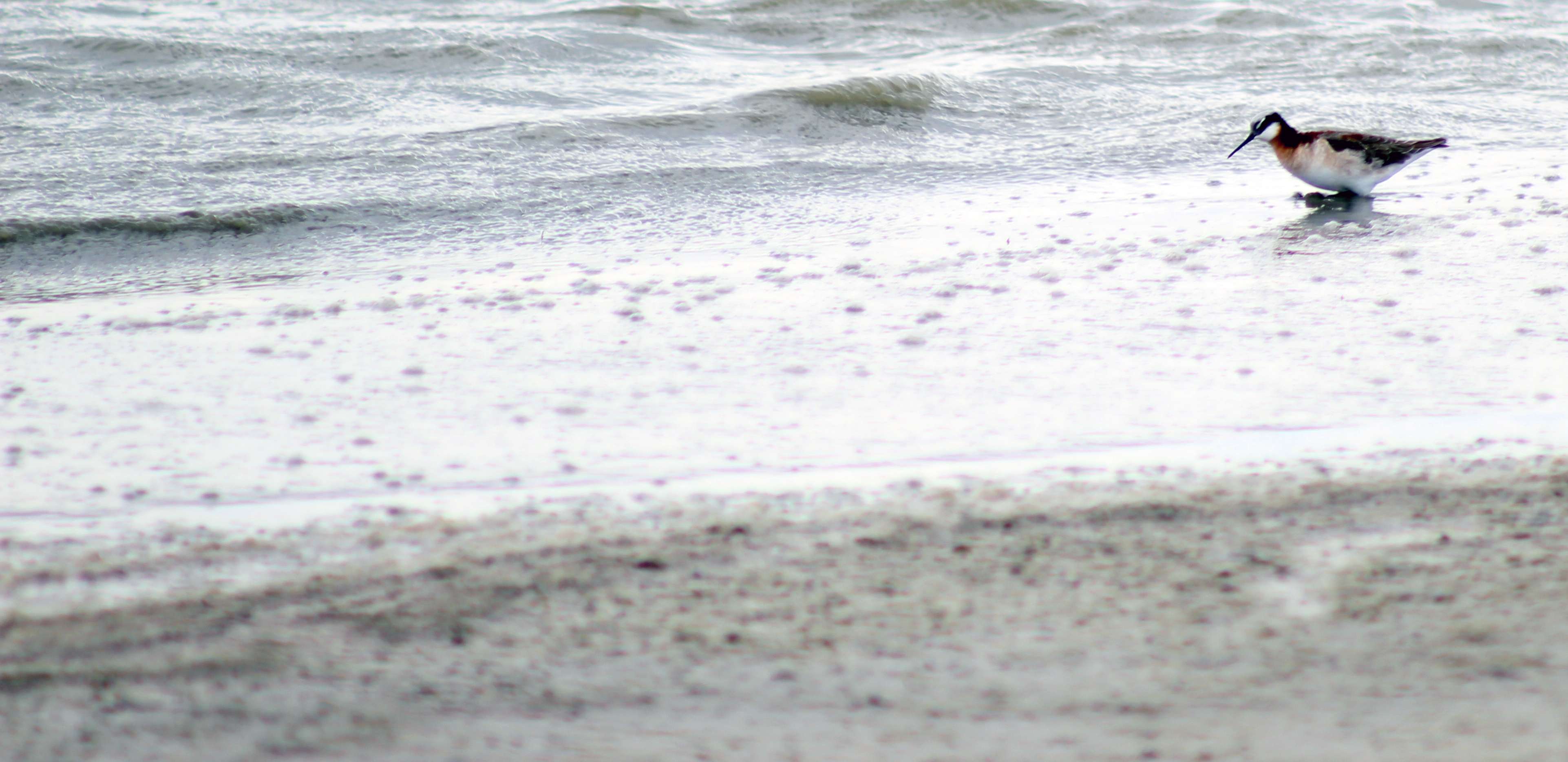 A Wilson's Phalarope at Quivira National Wildlife Refuge on Saturday.&nbsp; The Quivira's salt marshes are part of the Central Flyway for the annual spring and fall migrations of many species of shorebirds and ducks.&nbsp;Photo by Cristina Janney/Hays Post
